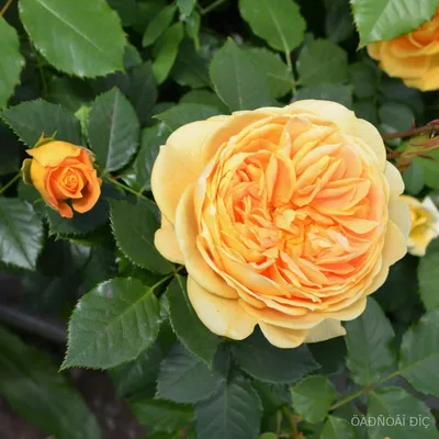 Golden Rose Macedonia