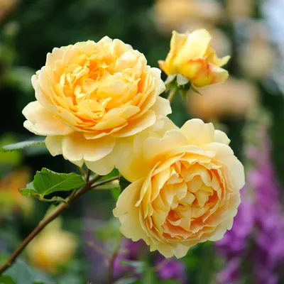 Golden Celebration | English Shrub Rose | David Austin Roses