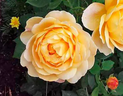 Роза английская Голден Селебрейшэн (Golden Celebration) купить саженцы розы  Екатеринбург | БЕРЕЗОВСКИЙ ПИТОМНИК САДОВЫХ РАСТЕНИЙ ЕКАТЕРИНБУРГ