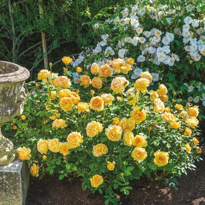 Golden Celebration Rose (Bare Root) - The Greenhouse