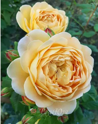 Роза Голден Селебрешен (Golden Celebration)