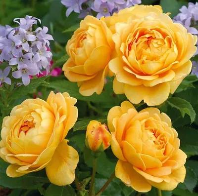 Роза \"Golden Celebration\" купить в питомнике растений с доставкой по Самаре  и Самарской области, саженцы, выращивание, посадка и уход