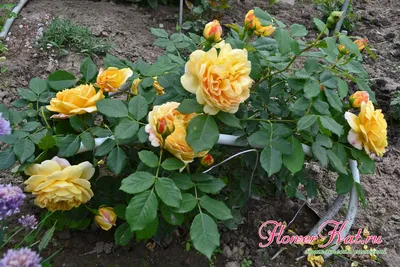 Роза Голден Селебрейшен / Golden Celebration - описание сорта -  Энциклопедия - Всё о цветах для Вашего сада