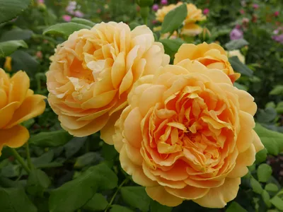 Rosa 'Golden Celebration' - Wikipedia