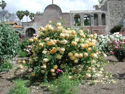 David Austin Golden Celebration Rose - Care Instructions - Antique Roses  Forum - GardenWeb | Golden celebration rose, Rose garden design, Rose care