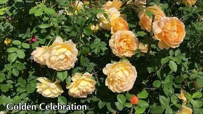 English Rose Collection #Golden Celebration #David Austin Roses моему  экземпляру 5 лет - YouTube