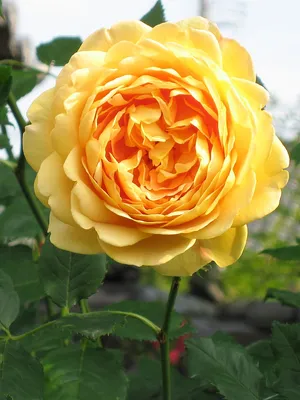 Роза Голден Селебрейшн (Голден Селебрейшн ) - Питомник роз