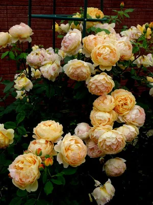 Personal review of shrub rose “ Golden celebration” from  @david_austin_roses #gardenerben - YouTube
