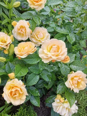 Rosa 'Golden Celebration' \"Hybrid Shrub Rose\" - Buy Online at Annie's  Annuals