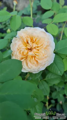 April - Golden Celebration - The New Zealand Rose Society