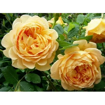 Роза «Голден Селебрейшн»