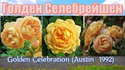 Роза английская \"Golden Celebration\" (Контейнер 5,0л.)-Купить в  Санкт-Петербурге: фото и описание, отзывы, цена