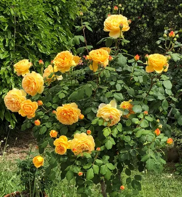 Golden Celebration | English Shrub Rose | David Austin Roses