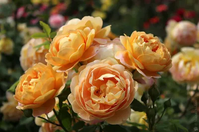Rose (Rosa 'Golden Celebration') in the Roses Database - Garden.org