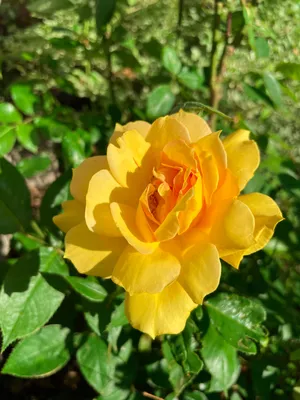 Rosa Golden Celebration®