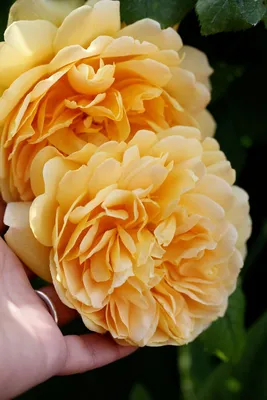 Golden Celebration in an explosion of colour : r/Roses