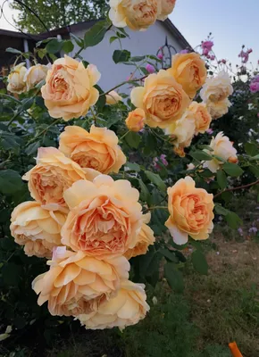 Купить Роза \"Голден Селебрейшн\" (Rosa 'Golden Celebration') от 1 899 руб. в  интернет-магазине Архиленд с доставкой почтой по Москве и в регионы
