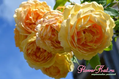 Golden Celebration Rose - The Rose Table