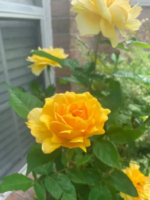 Rosa 'Golden Celebration' \"Hybrid Shrub Rose\" - Buy Online at Annie's  Annuals