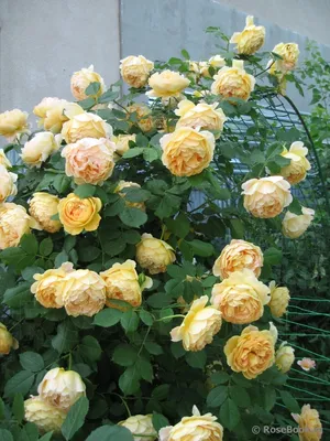 Golden Celebration Rose - The Rose Table