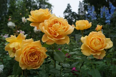 Golden Celebration | English Shrub Rose | David Austin Roses