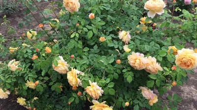 A Rose is a Rose...: Golden Celebration