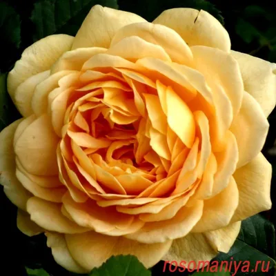 Роза английская Голден Селебрейшн / Rosa (AUS) Golden Celebration®