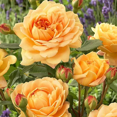 Golden Celebration rose - YouTube