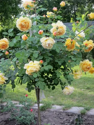 ROSA 'Golden Celebration' - David Austin rose