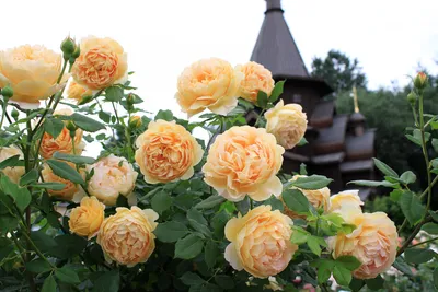 Купить саженцы Роза английская \"Golden Celebration\" (Голден Селебрейшн) |  Питомник растений Злата Крона
