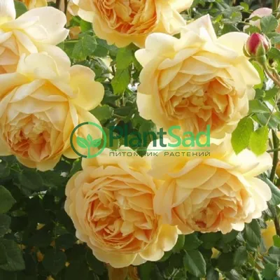 Rose Golden Celebration™ | White Flower Farm