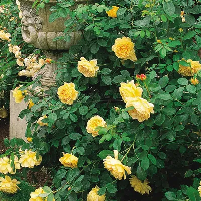 Rosa 'Golden Celebration' \"Hybrid Shrub Rose\" - Buy Online at Annie's  Annuals