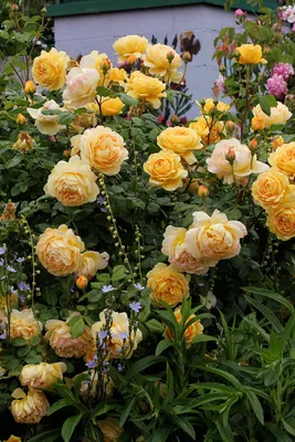 Rosa 'Golden Celebration' \"Hybrid Shrub Rose\" - Buy Online at Annie's  Annuals