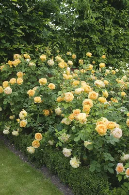 File:Rosa 'Golden Celebration' kz01.jpg - Wikimedia Commons