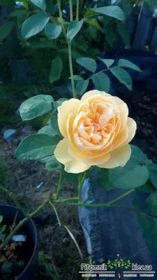 Роза Голден Селебрейшен (Golden Celebration) - «Нежная, солнечная,  ароматная. Много фото + сравнение с розами Грэхам Томас и Крон Принцесса  Маргарет. » | отзывы