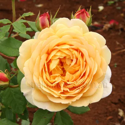 Rosa 'Golden Celebration' Golden Celebration English Rose from Prides  Corner Farms