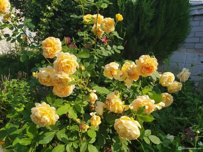 GOLDEN CELEBRATION ROSE REVIEW | DAVID AUSTIN 1992 - THE RIGHT ROSES