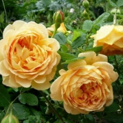 Роза Golden Celebration. Рекомендации по выращиванию и уходу. Фото