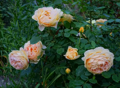 File:Rosa 'Golden Celebration'.jpg - Wikimedia Commons