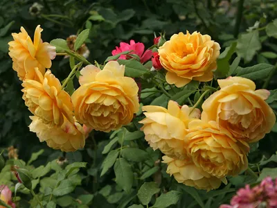 Голден Селебрейшен (Golden Celebration) - Английские розы - Розы - Каталог