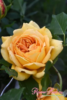 Роза Golden Celebration ( Голден Селебрейшен ) купить
