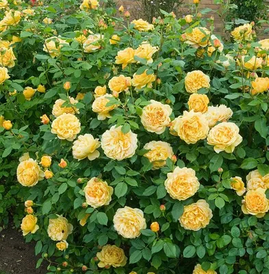 Роза \"Golden Celebration\" купить в питомнике растений с доставкой по  Барнаулу и Алтайскому краю, саженцы, выращивание, посадка и уход