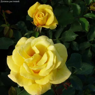 Роза чайно-гибридная Голдштерн Перл С2 купить недорого в интернет-магазине  товаров для сада Бауцентр