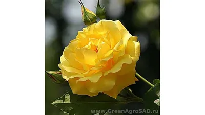 Роза плетистая Голдштерн (Goldstern) (ID#1488545985), цена: 80 ₴, купить на  Prom.ua