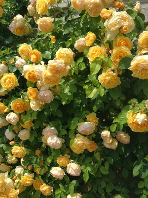 Клубни Розы Декория купить по выгодной цене в интернет-магазине OZON  (1243366158)