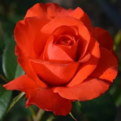 Саженцы розы голдштерн купить в Москве по цене от 1800 рублей