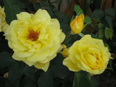 Роза плетистая Голдштерн h100 см в Омске – купить по низкой цене в  интернет-магазине Леруа Мерлен