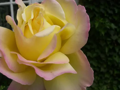 Роза чайно-гибридная Желтый остров ø20 h40 см по цене 885 ₽/шт. купить в  Новороссийске в интернет-магазине Леруа Мерлен