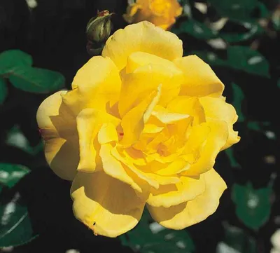 Купить роза голдштерн (goldstern) по цене 384 руб. в интернет магазине  \"Первые Семена\"