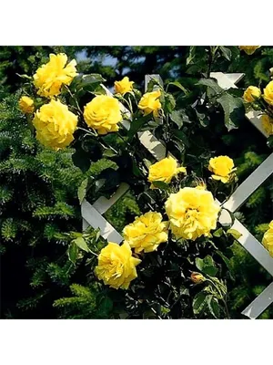 Голдштерн плетистая роза (30 фото) - 30 фото